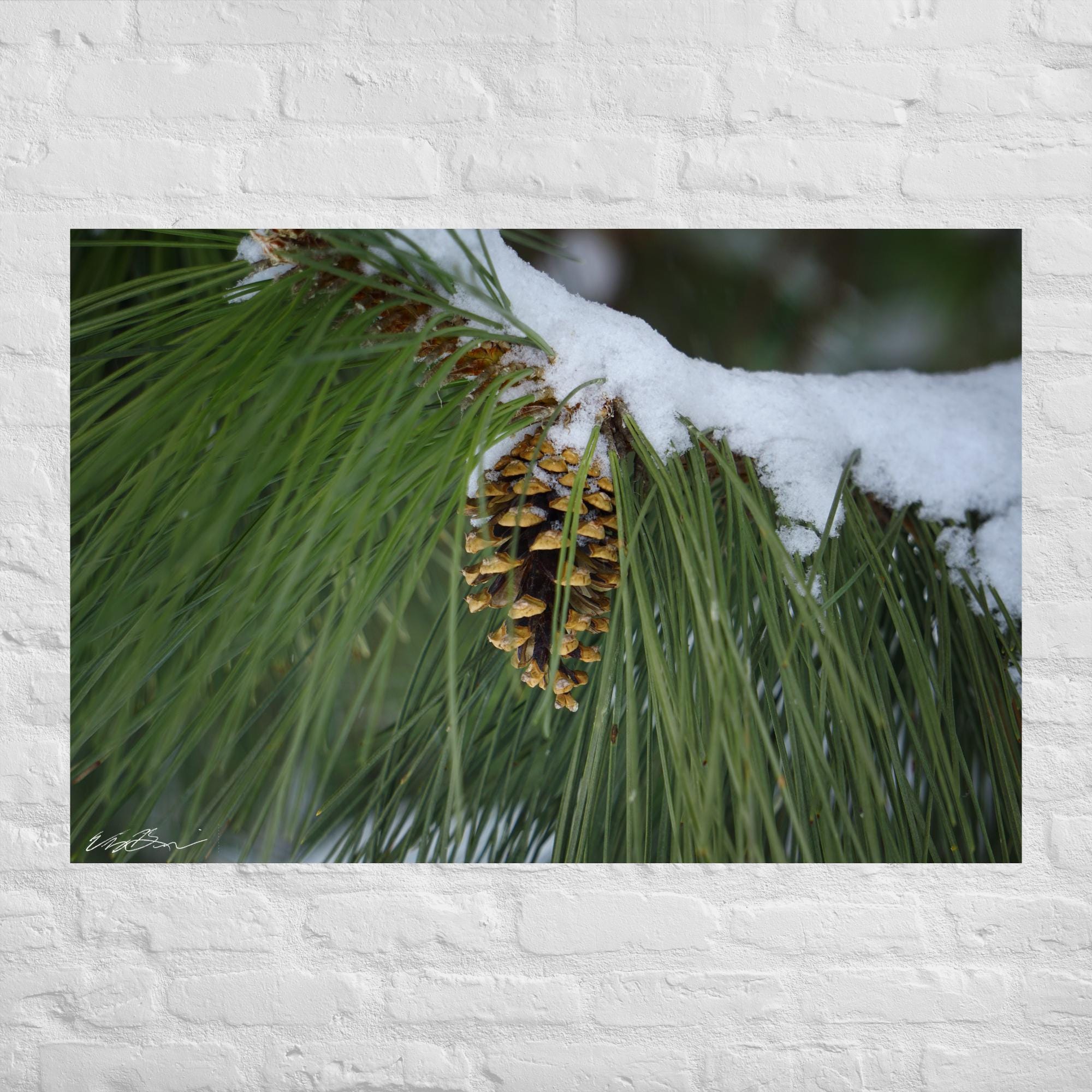 Pine Cone Decor, Pine Photography Posters, Pinecone Print