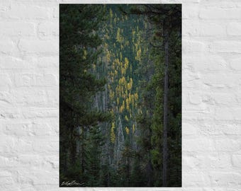 Fotografía de alerces amarillos rodeados de árboles verdes: póster e impresión en lienzo