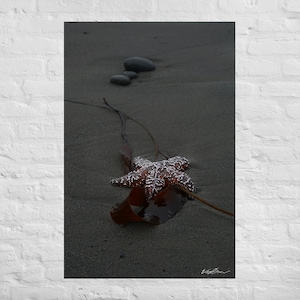 May include: A red starfish with white spots lies on a bed of brown seaweed on a gray sandy beach.  A line of smooth gray rocks are visible in the background.