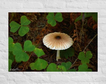 Mushroom Surrounded by Clovers Photography: Poster and Canvas Print