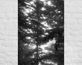 Black and White Minimalist Forest Photography: Poster and Canvas Print