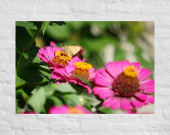 Fotografía de mariposa sobre flor de zinnia rosa: póster e impresión en lienzo