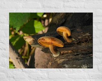 Orange Mushrooms on Log Photography: Poster and Canvas Print