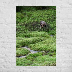 Moose Photography, Wildlife Posters, Moose Wall Hangings