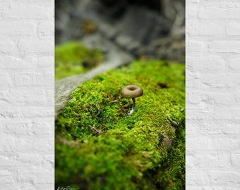 Mushroom on Moss Photography: Poster and Canvas Print