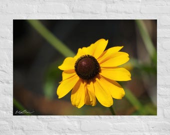 Fotografía de una sola flor amarilla de Susan de ojos negros: póster e impresión en lienzo
