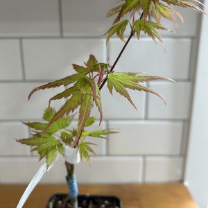 Érable du Japon Nishiki Gawa