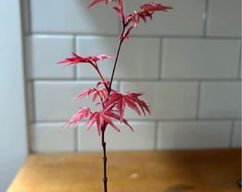 Japanese Maple 'Shin-Deshojo' (Cutting-Grown)