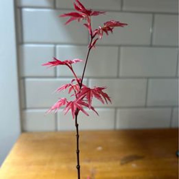 Japanese Maple 'Shin-Deshojo' (Cutting-Grown)