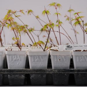 May include: Close-up of a tray of small white pots containing Japanese Maple 'Shikidori Gawa' seedlings. The seedlings have delicate, light green leaves and are ready for planting.