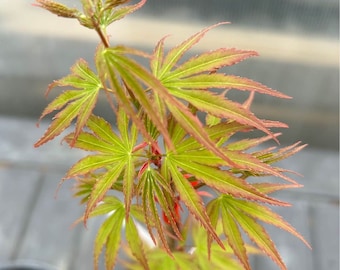 Japanese Maple 'Arakawa' (Cutting-Grown)