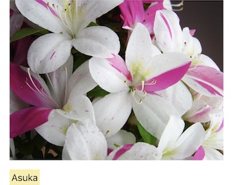 Satsuki Azalea "Asuka"