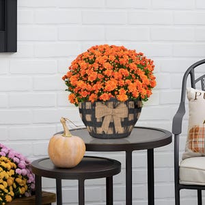 May include: A vibrant orange chrysanthemum plant potted in a round container featuring a black and tan buffalo check pattern and a decorative burlap bow centered on the front. A smooth, light-colored pumpkin sits beside the potted plant.
