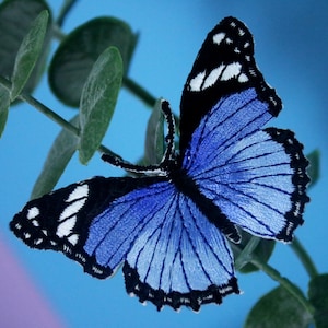 May include: A blue butterfly with black and white markings is perched on a green branch. The butterfly's wings are spread open, showing off its intricate details.