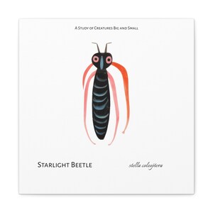 Op de afbeelding: Een illustratie uit een studie over grote en kleine wezens, met een zwarte en blauwe kever met roze en rode antennes en poten. De tekst "STARLIGHT BEETLE" en "stella coleoptera" staat onder de kever.