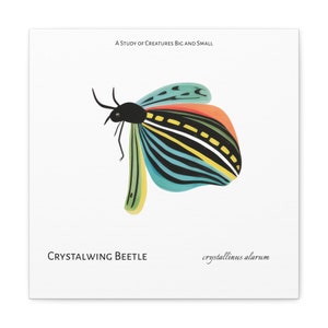 Op de afbeelding: Een illustratie uit een studie van grote en kleine wezens, met een kleurrijke kever met groene, blauwe, gele, zwarte en oranje vleugels. De tekst luidt "CRYSTALWING BEETLE crystallinus alarum".