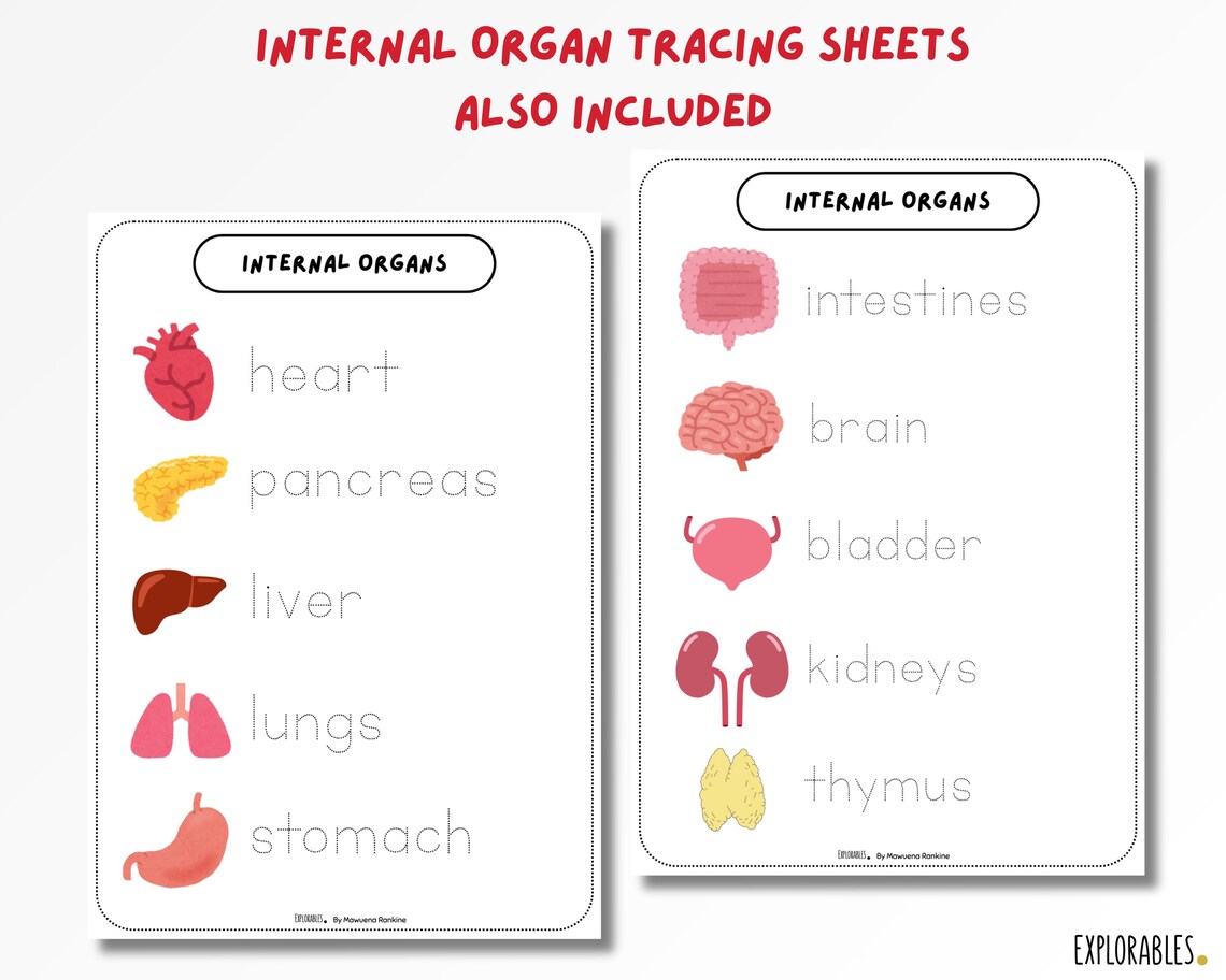 Human Anatomy Dominoes Game Digital Download Human Body Internal Organs ...
