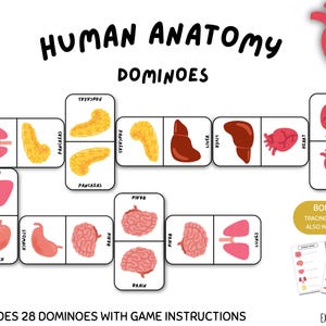 Puede incluir: Un juego de dominó de anatomía humana con ilustraciones de órganos como los pulmones, el páncreas, el hígado, el corazón y el cerebro. El juego incluye 28 fichas de dominó e instrucciones. También se incluyen hojas de calco adicionales.