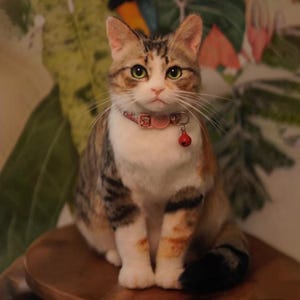 Peut inclure: Un chat tricolore aux yeux verts, portant un collier rose avec une clochette rouge. Le chat a une poitrine et des pattes blanches, avec des marques marron et noires. Il est assis sur une surface en bois.