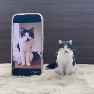 Custom Cat Sculpture, Handmade Needle-Felted Pet Portrait, Personalized Wool Felting Cat, Cat Loss Memorial, Gift For Cat Lovers