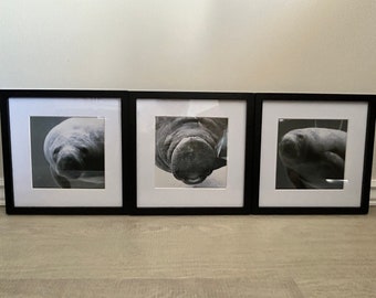 Manatee Photographs - matted and framed