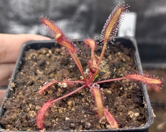 Drosera capensis (all red)