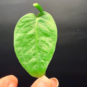 May include: A single heart-shaped green leaf with a prominent central vein and a textured surface. The leaf features a small, curved stem segment at the top and displays a vibrant, light green coloration with subtle variations in tone across the blade.