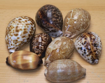 Cypraea Cowrie Set Sea Shells Seashells Arts and Crafts Home Beach Decor Display