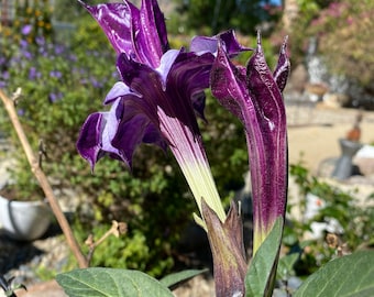 Rare Plant Purple Datura Devils Trumpet Seeds or Seed Pod