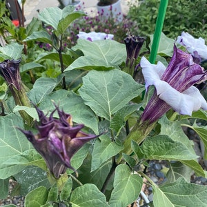May include: Close-up of a purple and white flower with green leaves. The flower has a trumpet-shaped bloom with a dark purple center and white petals.