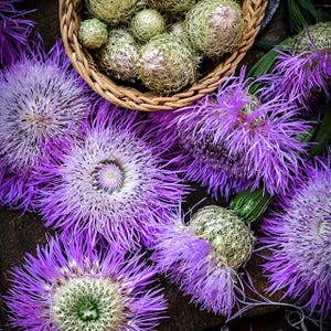 May include: A top-down view of purple and white thistle flowers and seed heads. The flowers have long, thin petals and a white center. The seed heads are round and spiky, some are in a small woven basket. The image is set on a dark wooden surface.