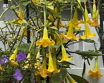 Angels Trumpet Yellow Brugmansia Rooted Cutting
