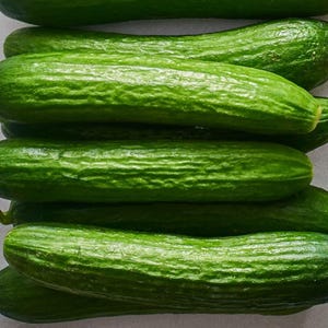 Beit Alpha Persian Cucumber Seeds - Organic  Non GMO - FAST SHIP! Vining Vegetable