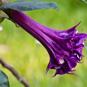 Purple Datura Devils Trumpet Plant, Fast Growing Garden Centerpiece (Plant or Seeds)