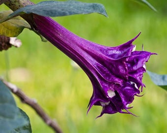 Purple Datura Devils Trumpet Plant, Fast Growing Garden Centerpiece (Plant or Seeds)