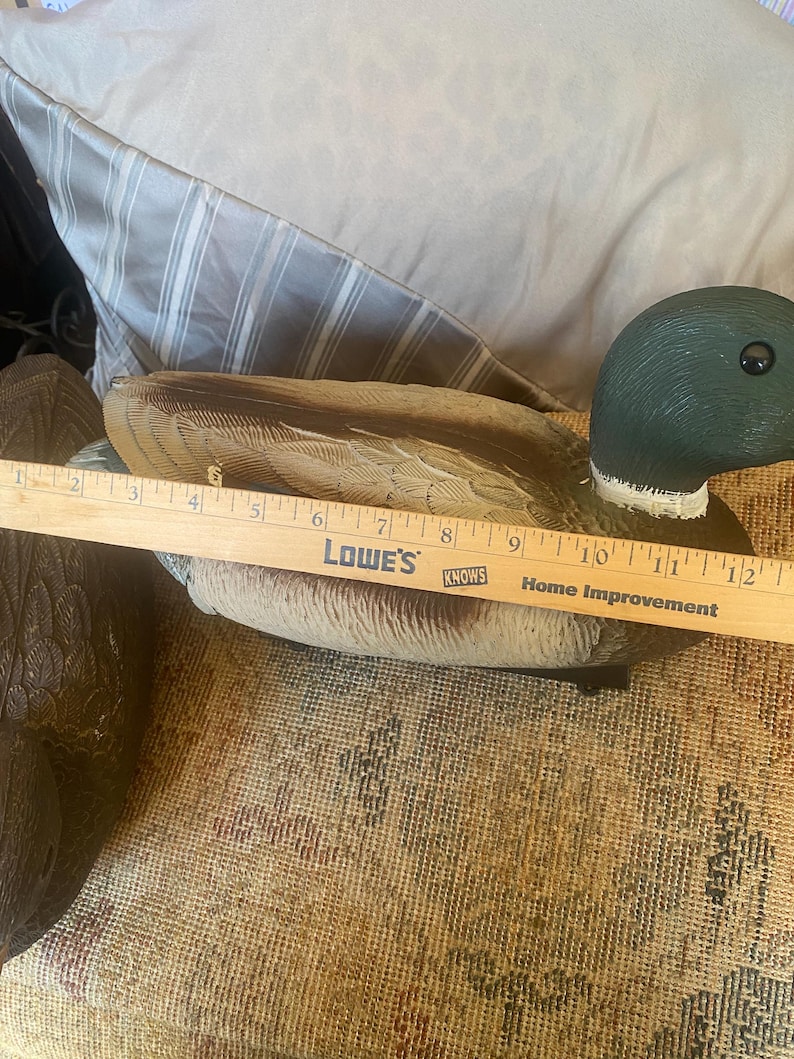 Measurement photo of drake mallard duck decoy showing approximate length around twelve to thirteen inches using ruler for scale, vintage Flambeau decoy size reference, molded plastic body with detailed feather texture and realistic coloration, functional floating hunting decoy with weighted keel base, rustic cabin lodge decor styling element, lake house interior accessory, sporting decor collectible with authentic outdoor use wear, useful sizing reference for display or decoy spread planning