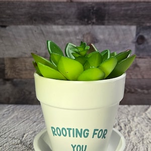 Może przedstawiać: Biała ceramiczna doniczka z zieloną sukulentem. Doniczka ma napis "ROOTING FOR YOU".