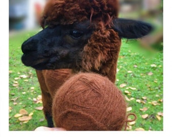 Our Adorable Alpacas from A to Z, our breeding, our wool, our knitwear.