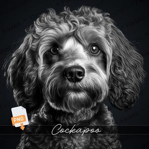 Può includere: Una foto in bianco e nero di un cane Cockapoo con il pelo riccio. Il cane sta guardando direttamente la fotocamera con un'espressione seria.