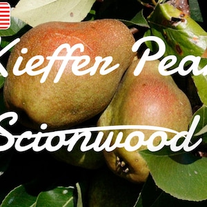 4 Kieffer Pear Fruit Tree Scion / Cutting / Rooting / Grafting 8-10 INCHES / Freshly Cut