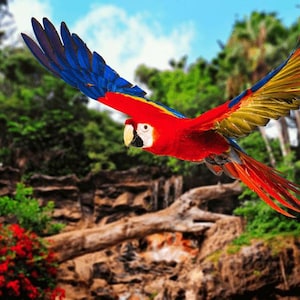 Parrot in Flight AI Enhanced Versatile Digital Designed Instant Download DIY Project Unique Design to Inspire and Transform Your Space