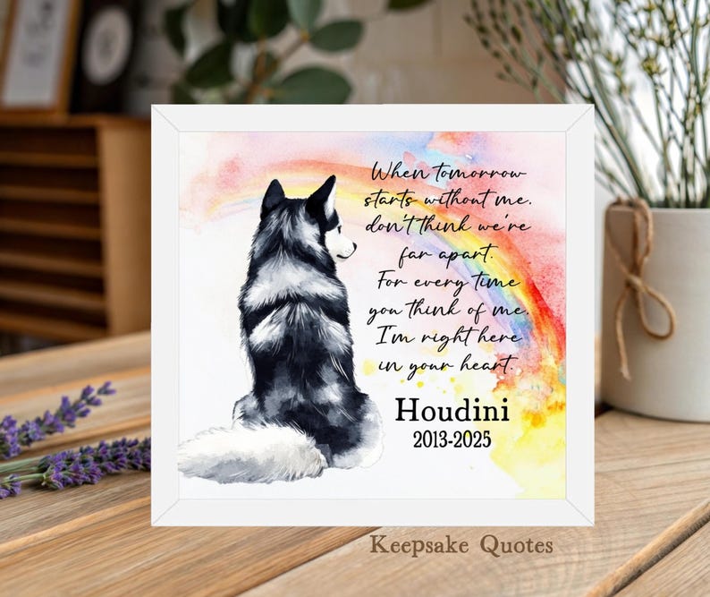 K&ouml;nnte beinhalten: Gerahmter Druck mit einer schwarz-wei&szlig;en Husky-Hunde-Illustration vor einem Aquarell-Regenbogenhintergrund. Der Text lautet: &bdquo;Wenn der morgige Tag ohne mich beginnt, denke nicht, dass wir weit entfernt sind.&ldquo; Der Name des Hundes, Houdini, und die Daten 2013-2025 sind ebenfalls enthalten.