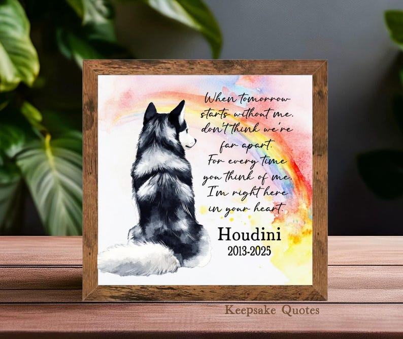 K&ouml;nnte beinhalten: Gerahmter Kunstdruck mit einem Aquarellgem&auml;lde eines schwarz-wei&szlig;en Husky-Hundes und einem Regenbogen. Der Druck enth&auml;lt den Text "When tomorrow starts without me..." und den Namen "Houdini" mit den Jahren 2013-2025.