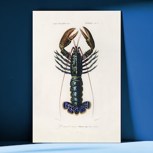 Ilustración vintage de langosta - Grabado de crustáceo del siglo XIX - Decoración de pared de biología marina