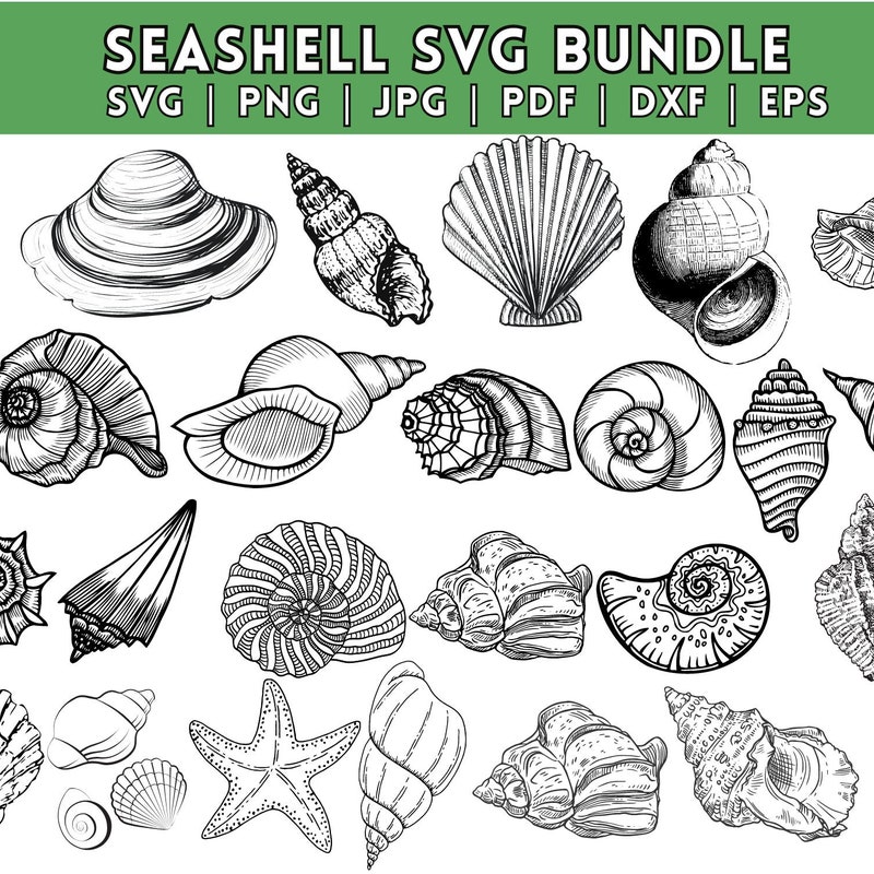 Sea Shell Svg - Etsy