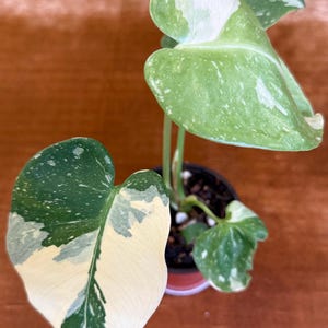 Monstera Crème Brûlée