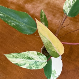 Philodendron Strawberry Shake