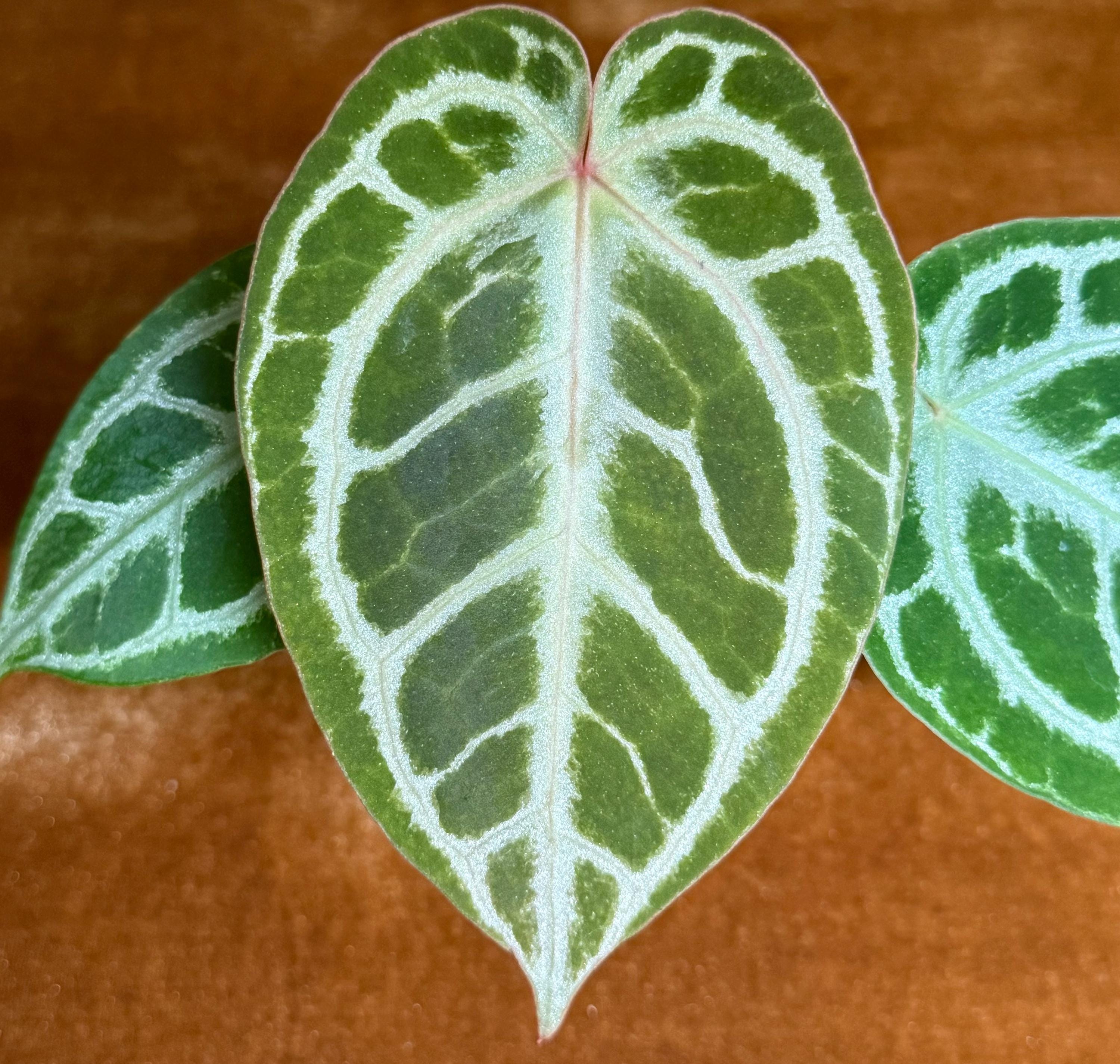 Anthurium King of Spades X Red Crystallinum - Etsy