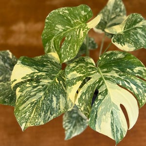 Monstera Crème Brûlée