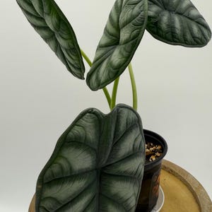 Alocasia Silver Dragon plant